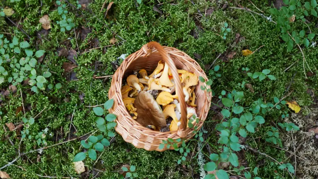 Sēņu grozs uz sūnas mežā, gatavojoties drošai sēņošanas sezonai Latvijas dabā.