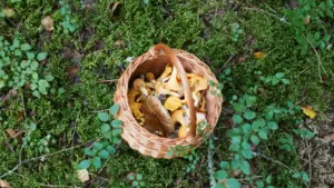 Sēņu grozs uz sūnas mežā, gatavojoties drošai sēņošanas sezonai Latvijas dabā.