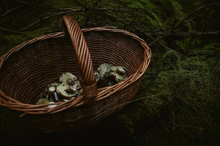 Sēņošana 29.–30. augustā: drošības pārbaude pirms meža