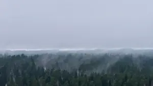 Miglains skujkoku mežs Latvijā zem pelēkām, drūmām un mākoņainām rudens debesīm.