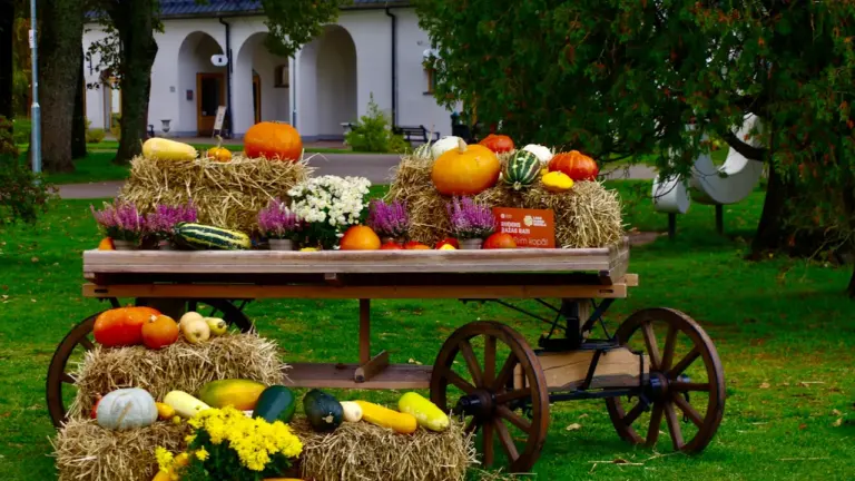 Koka rati ar rudens ražu, ķirbjiem un siena ķīpām folkloras svētku noskaņās.
